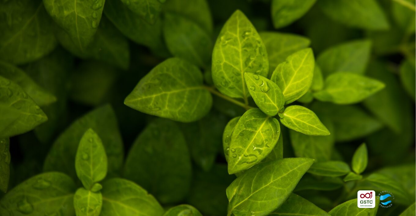 Global Sustainable Tourism Council (GSTC) certification